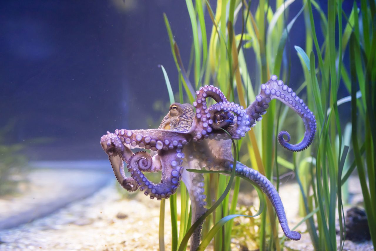 beautiful-purple-clam-octopus-next-to-seaweed-clos-2023-05-18-06-09-48-utc-1280x854.jpg