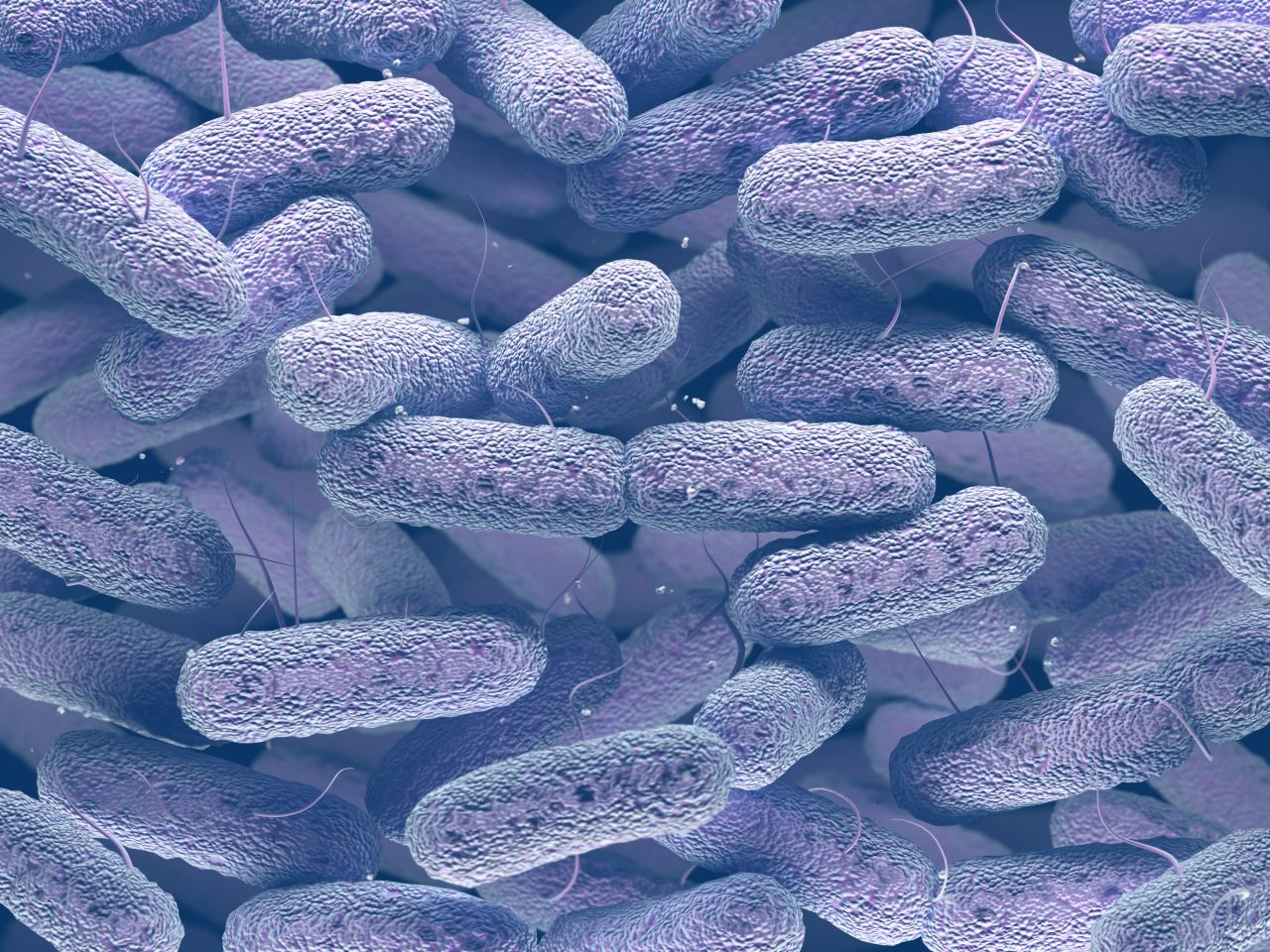 enterobacteriaceae-bacteria-family-2021-08-26-18-26-31-utc-1280x960.jpg