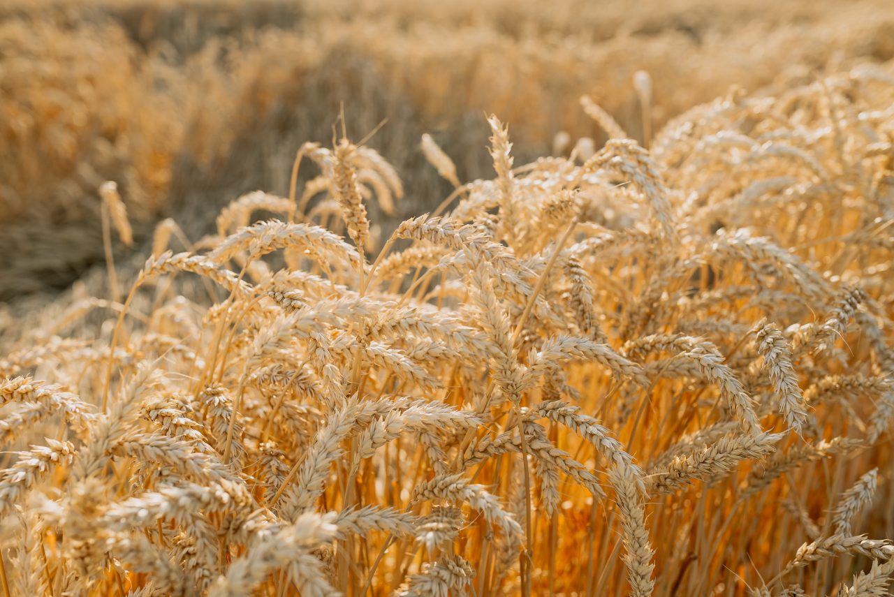 gold-ripe-wheat-field-in-sun-2022-12-06-23-29-38-utc-1280x855.jpg