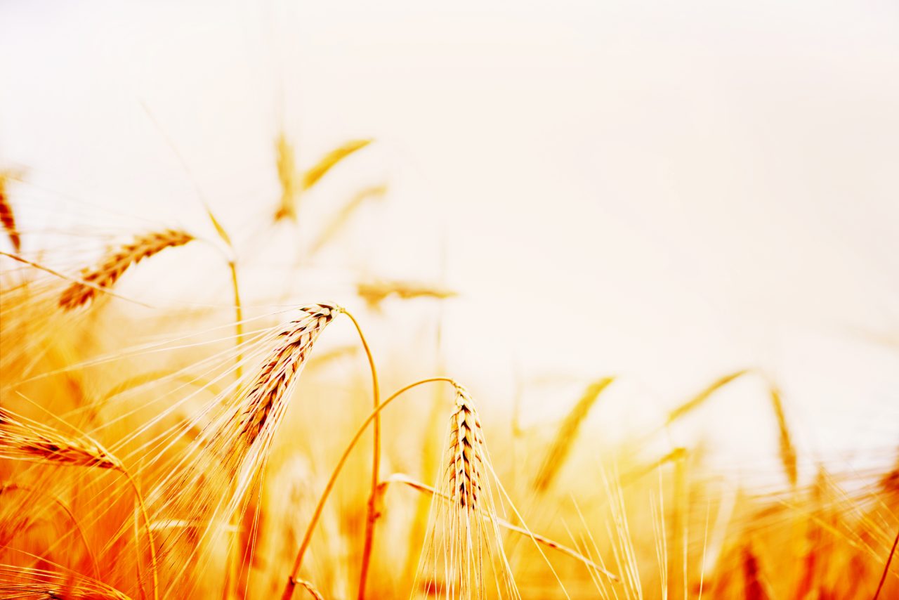 wheat-2021-08-26-15-24-02-utc-1280x854.jpg