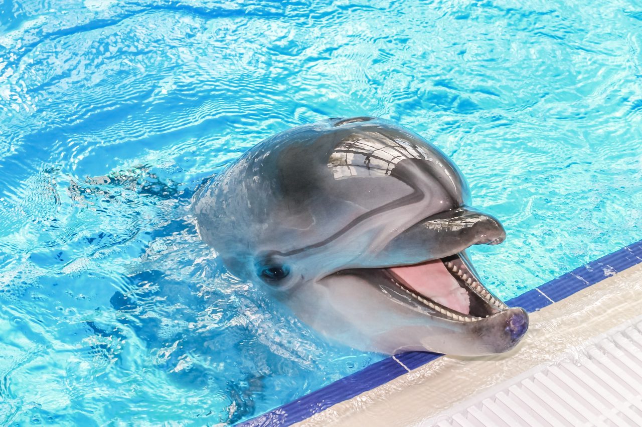 dolphins-natural-background-therapy-with-anima-2022-11-16-23-32-51-utc-1280x853.jpg