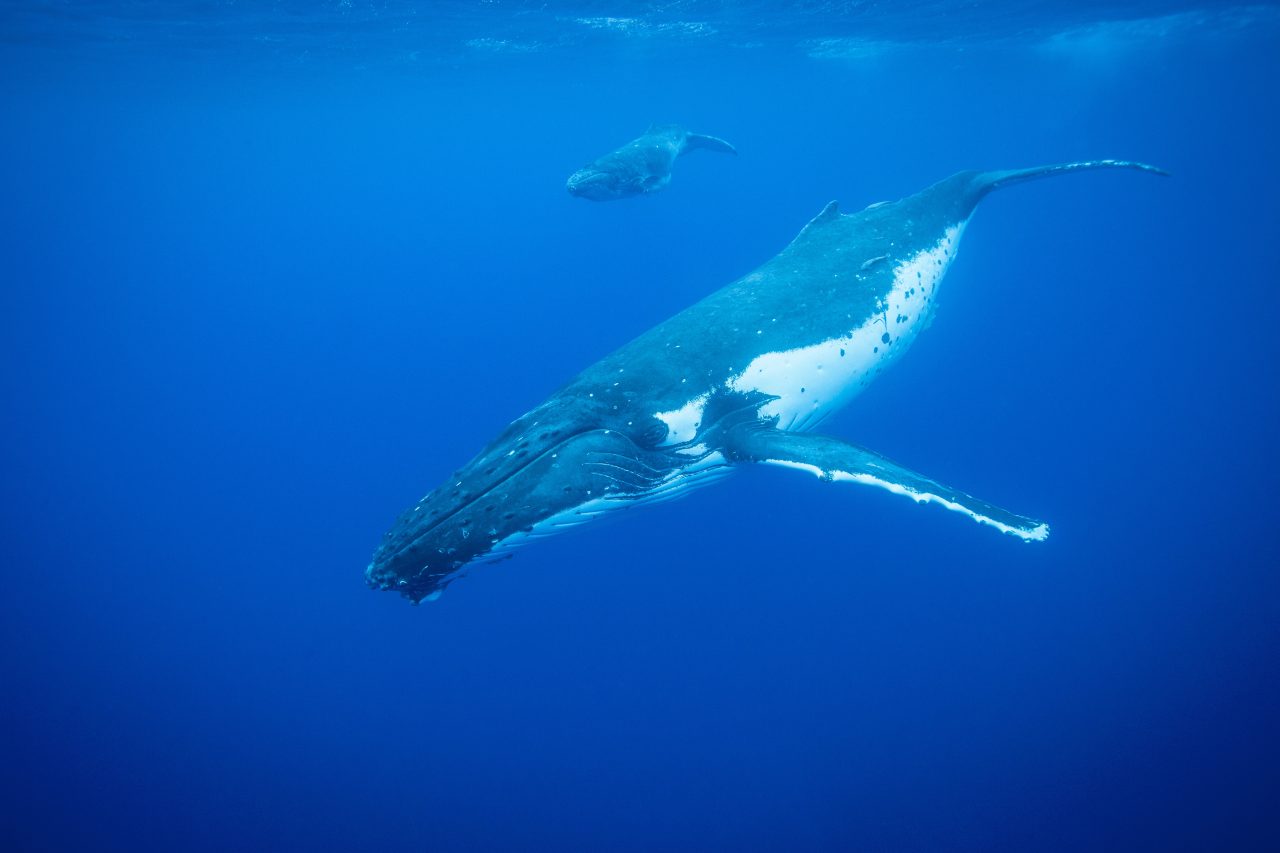 humpback-whales-swimming-underwater-2022-03-04-01-55-08-utc-1-1280x853.jpg