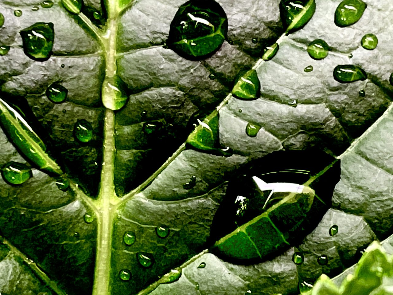 raindrops-on-a-green-leaf-2022-10-17-21-18-49-utc-1280x960.jpg