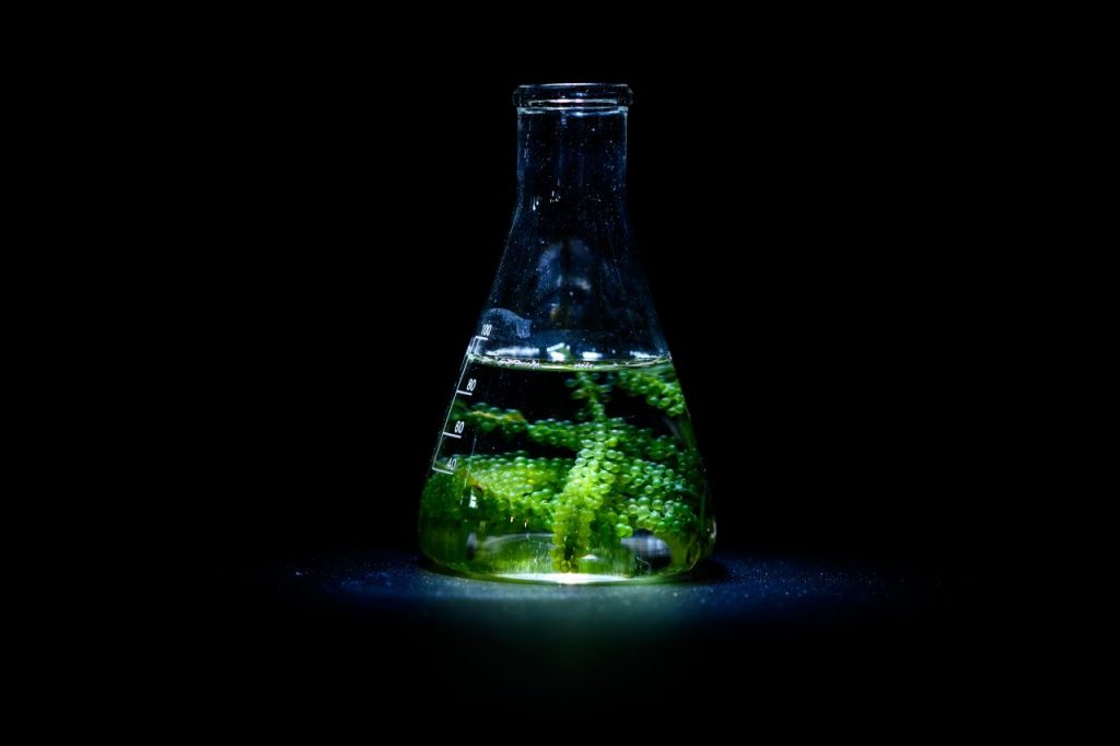algae-seaweed-in-science-experiments-laboratory-r-2022-10-06-03-34-57-utc-1280x852-1-1024x682.jpg