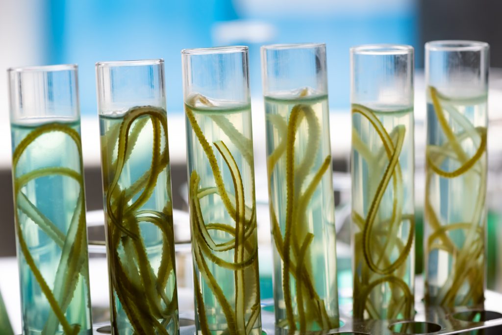 green-alga-research-experiment-in-science-laborato-2022-10-06-03-52-02-utc-1024x684.jpg